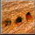 square195.gif